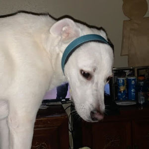 Meet your Posher, Cheyenne